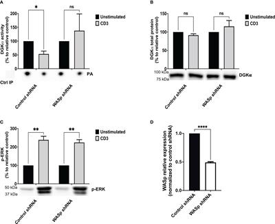 Wiskott-Aldrich syndrome protein interacts and inhibits diacylglycerol kinase alpha promoting IL-2 induction